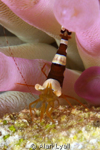 Squat anemone shrimp by Alan Lyall 